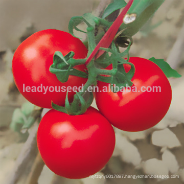 JT06 Cathery high yield determinate tomato seeds prices, tomato seeds f1